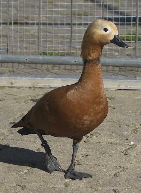 为例